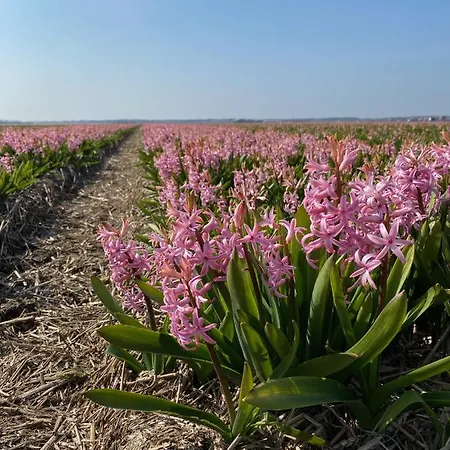 Badhotel 307 Callantsoog